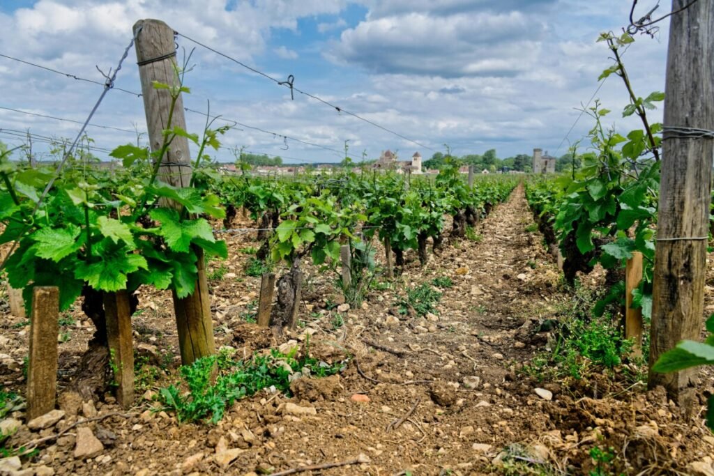 agence de sécurité privée Béziers et dans l'Hérault :sécurité viticole Béziers